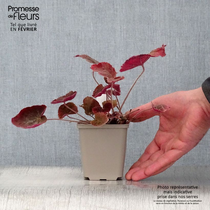 Exemplar von Heuchera villosa Magnum - Purpurglöckchen Kleine Töpfe von 8/9 cm wie im Winter geliefert