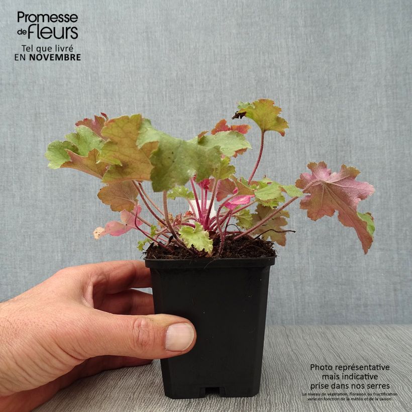 Exemplar von Heuchera Marmelade - Purpurglöckchen Kleine Töpfe von 8/9 cm wie im Herbst geliefert
