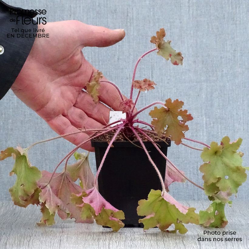 Exemplar von Heuchera Marmelade - Purpurglöckchen Kleine Töpfe von 8/9 cm wie im Winter geliefert