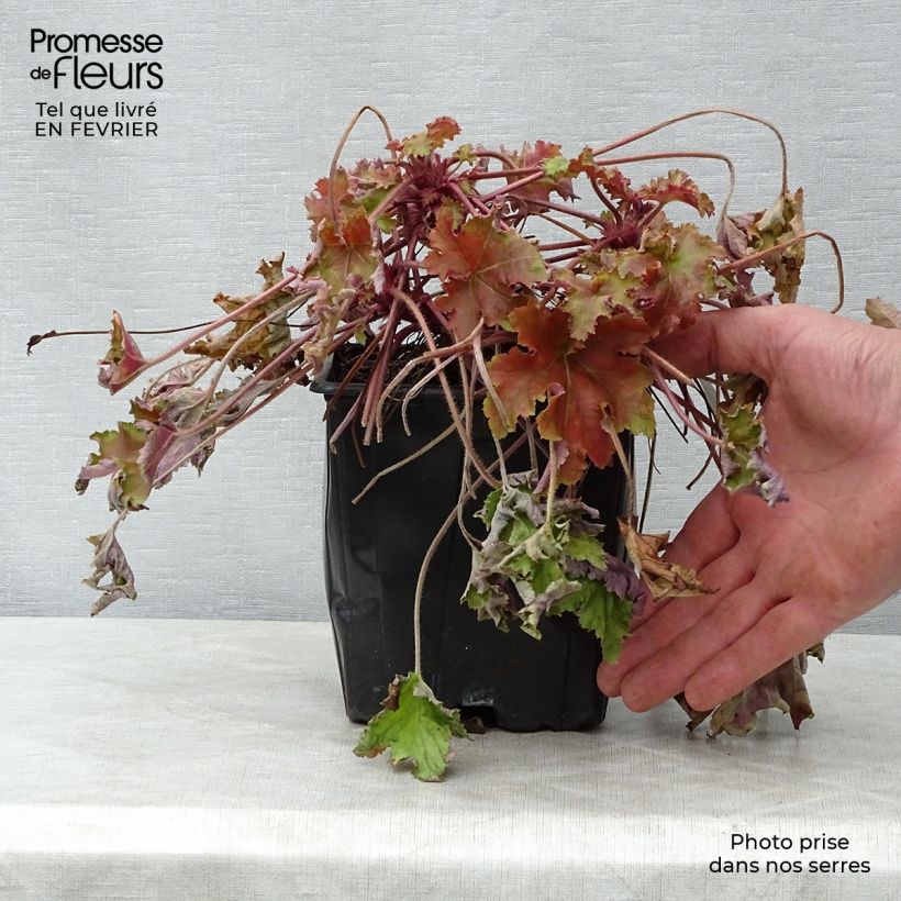 Exemplar von Heuchera Marmelade - Purpurglöckchen Topf mit 2L/3L wie im Winter geliefert