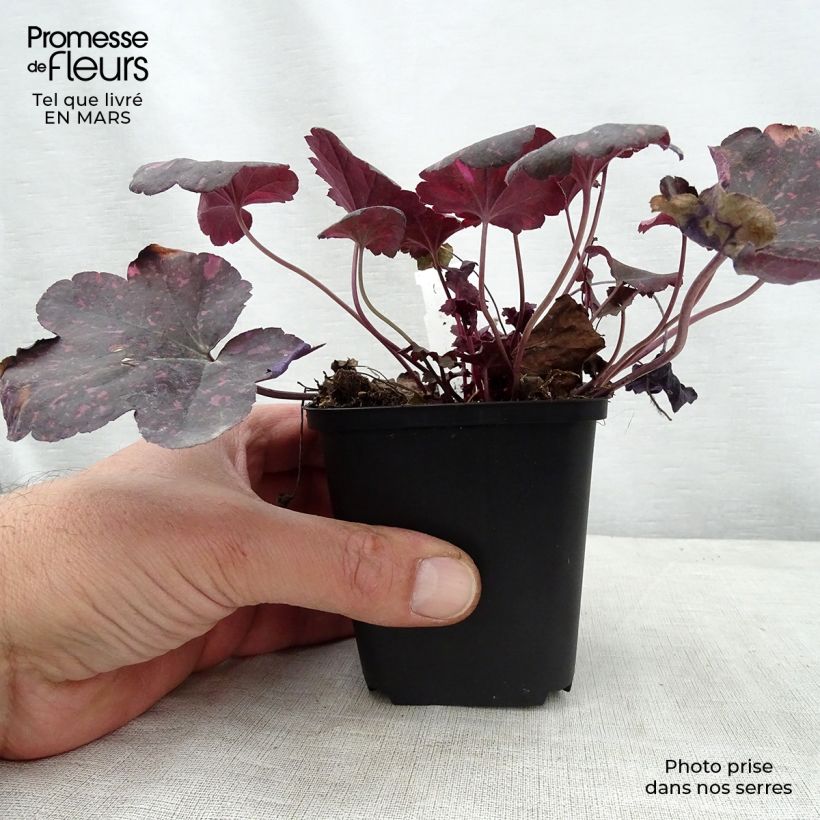Exemplar von Heuchera Midnight Rose - Purpurglöckchen Kleine Töpfe von 8/9 cm wie im Frühjahr geliefert