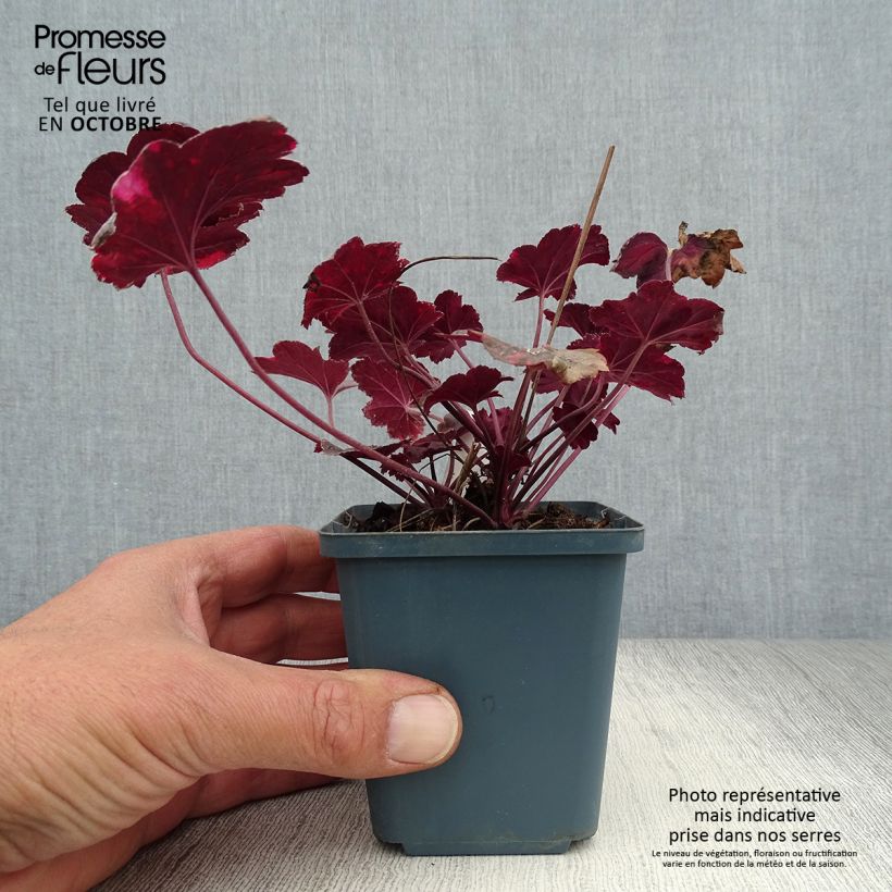 Exemplar von Heuchera Midnight Rose - Purpurglöckchen Kleine Töpfe von 8/9 cm wie im Herbst geliefert