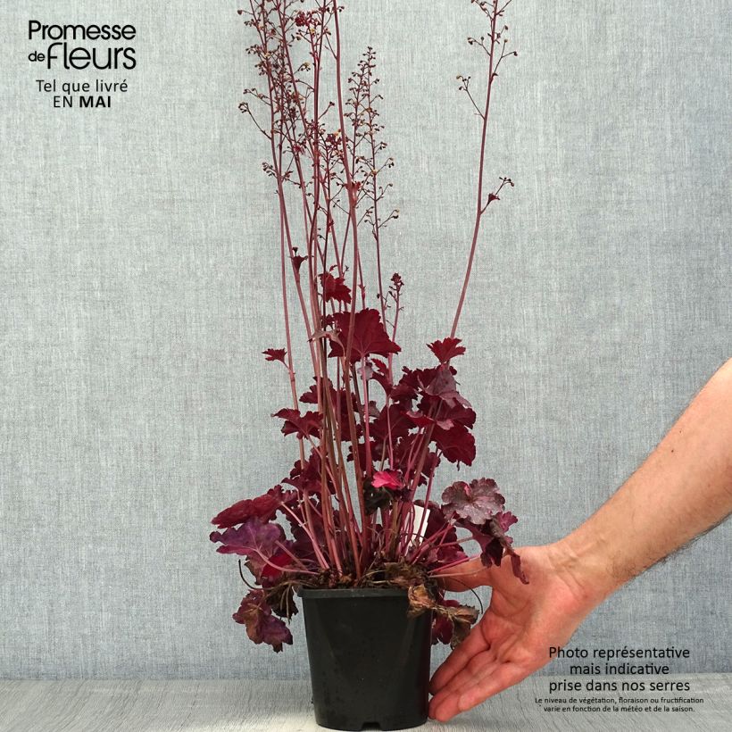 Exemplar von Heuchera Midnight Rose - Purpurglöckchen Topf mit 1,5L/2L wie im Frühjahr geliefert