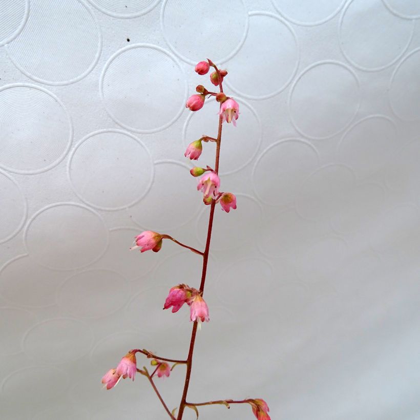 Heuchera Miracle - Purpurglöckchen (Blüte)