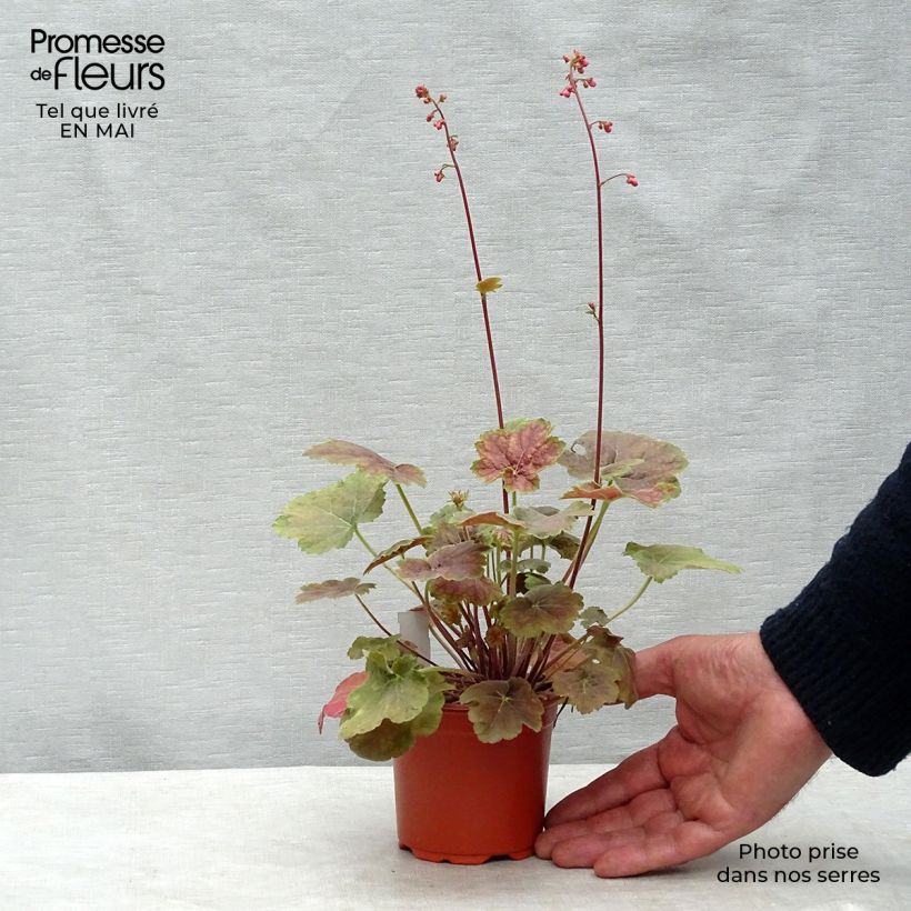 Exemplar von Heuchera Miracle - Purpurglöckchen Kleine Töpfe von 8/9 cm wie im Frühjahr geliefert