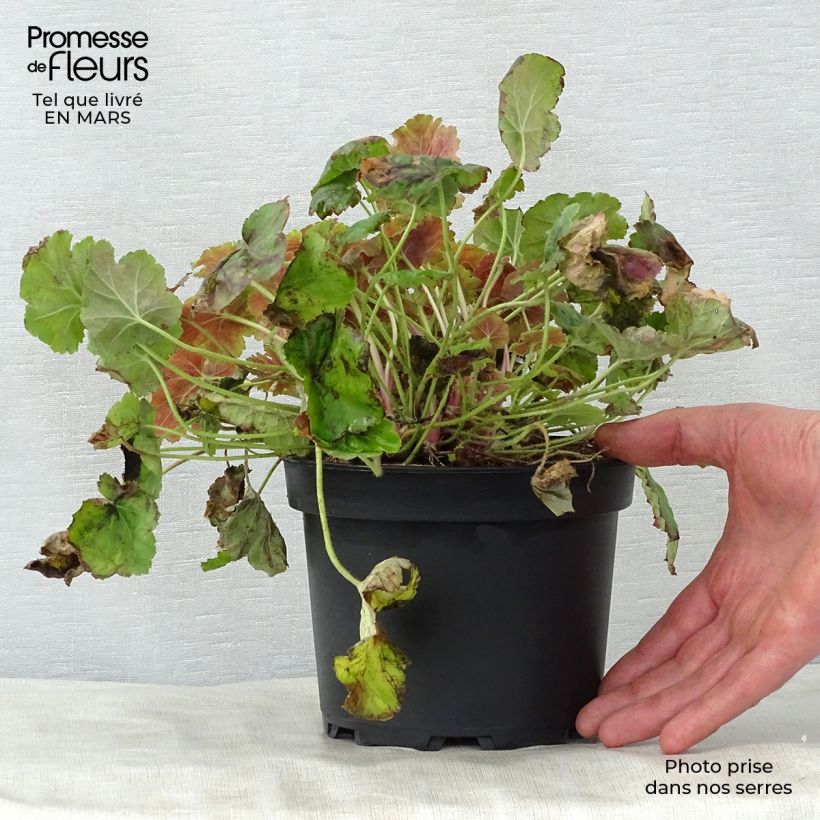 Exemplar von Heuchera Miracle - Purpurglöckchen Topf mit 2L/3L wie im Frühjahr geliefert