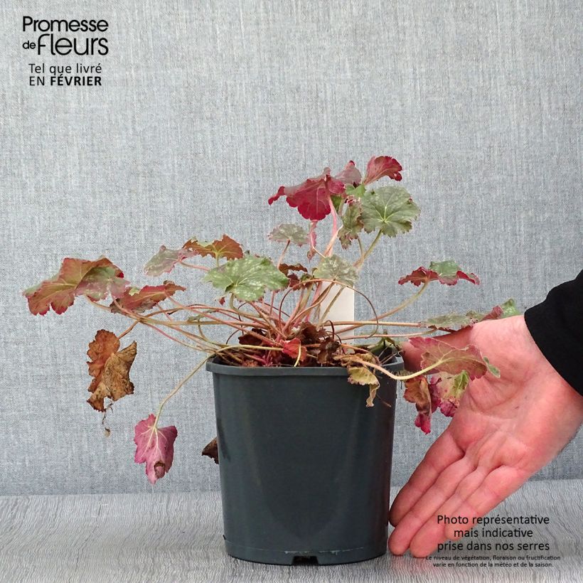 Exemplar von Heuchera Miracle - Purpurglöckchen Topf mit 2L/3L wie im Winter geliefert