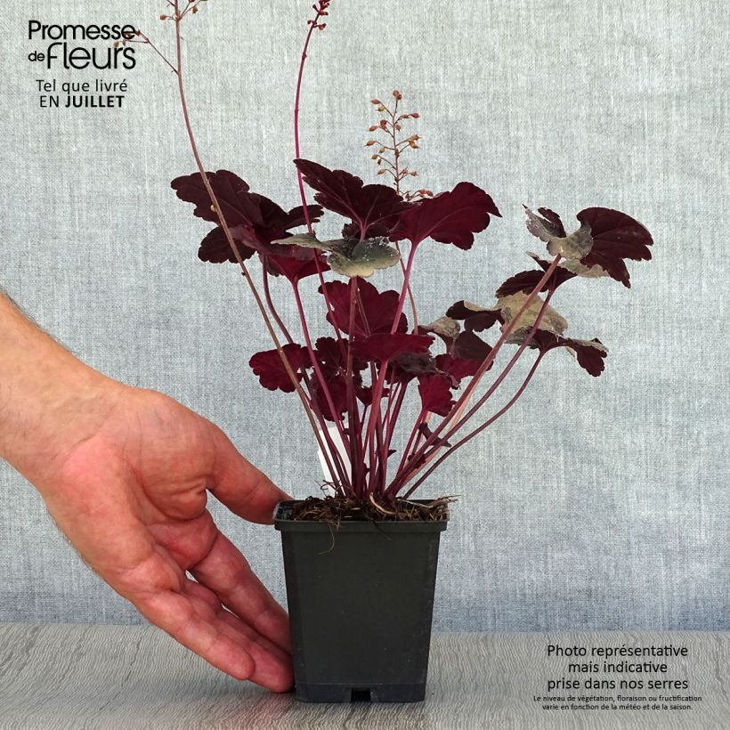 Exemplar von Heuchera Obsisian - Purpurglöckchen Kleine Töpfe von 8/9 cm wie im Sommer geliefert
