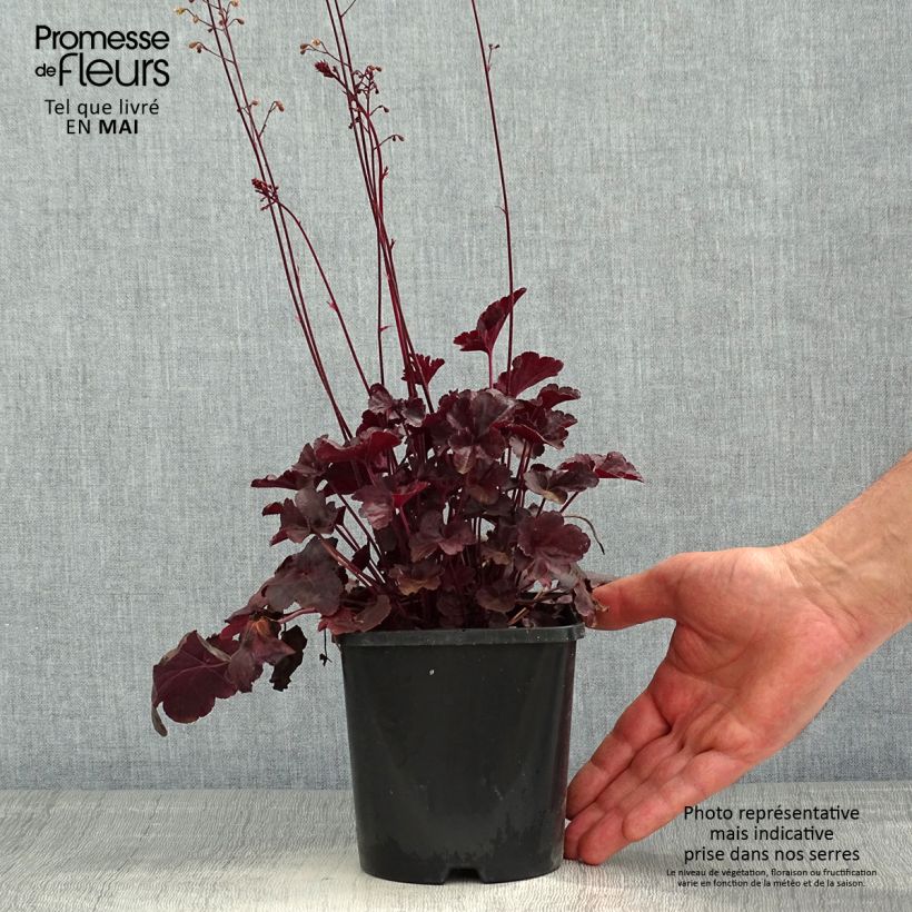 Exemplar von Heuchera Obsisian - Purpurglöckchen Topf mit 1,5L/2L wie im Frühjahr geliefert