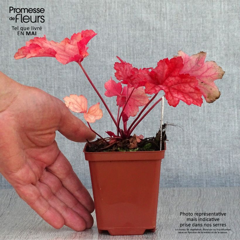 Exemplar von Heuchera Paprika - Purpurglöckchen Kleine Töpfe von 8/9 cm wie im Frühjahr geliefert