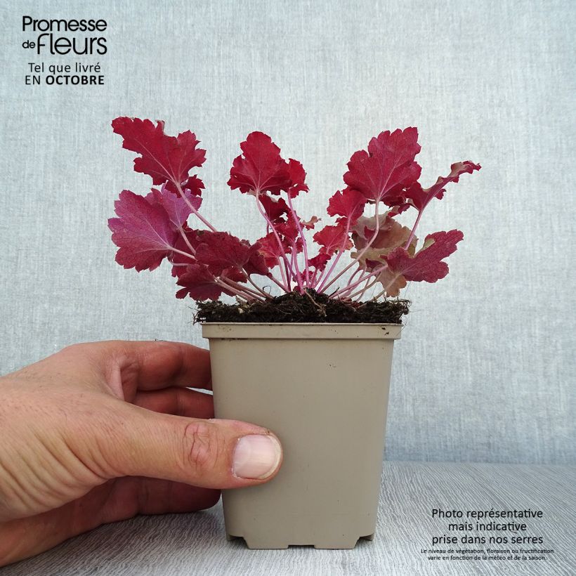 Exemplar von Heuchera Peach Crisp - Purpurglöckchen Kleine Töpfe von 8/9 cm wie im Herbst geliefert