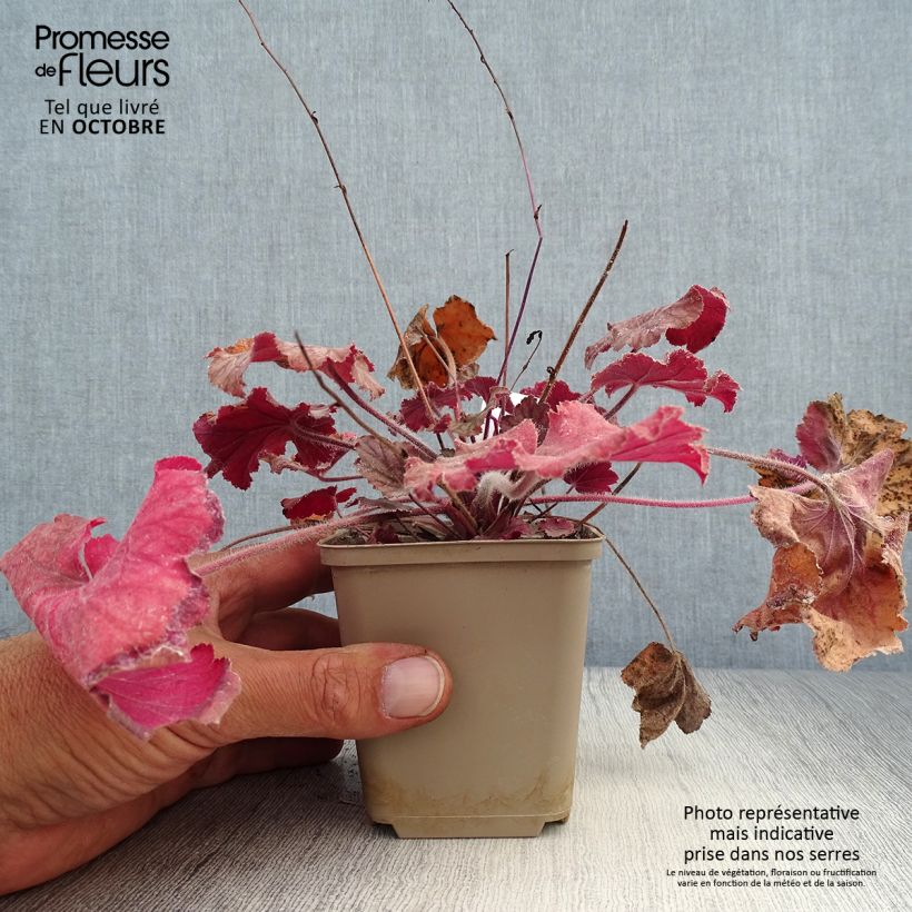 Exemplar von Heuchera Pinot Noir - Purpurglöckchen Kleine Töpfe von 8/9 cm wie im Herbst geliefert