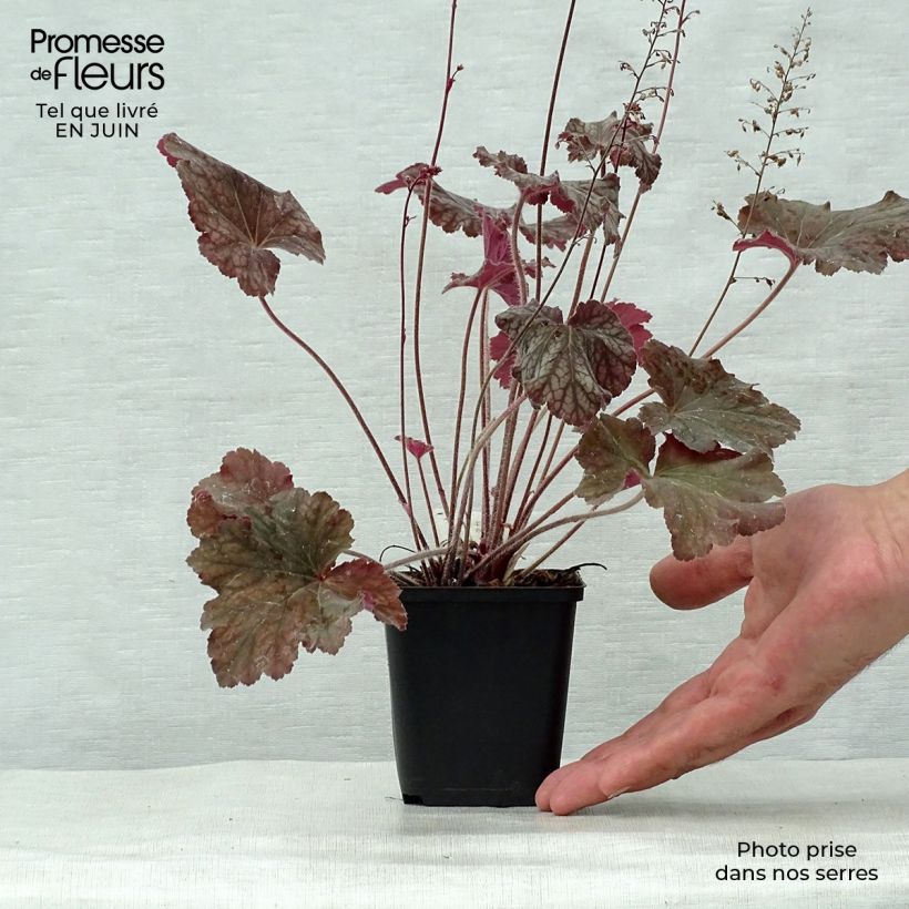 Exemplar von Heuchera Pinot Noir - Purpurglöckchen Kleine Töpfe von 8/9 cm wie im Sommer geliefert
