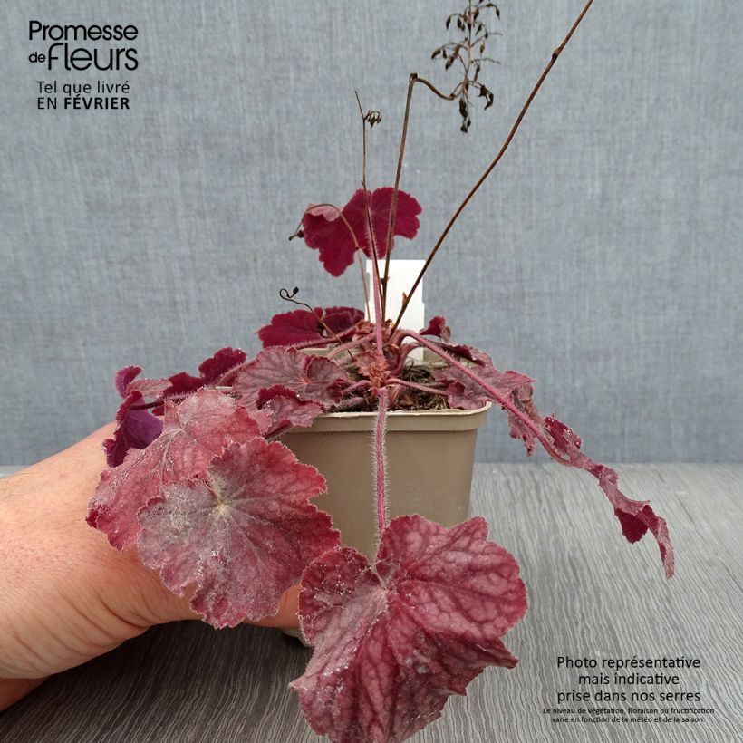 Exemplar von Heuchera Pinot Noir - Purpurglöckchen Kleine Töpfe von 8/9 cm wie im Winter geliefert