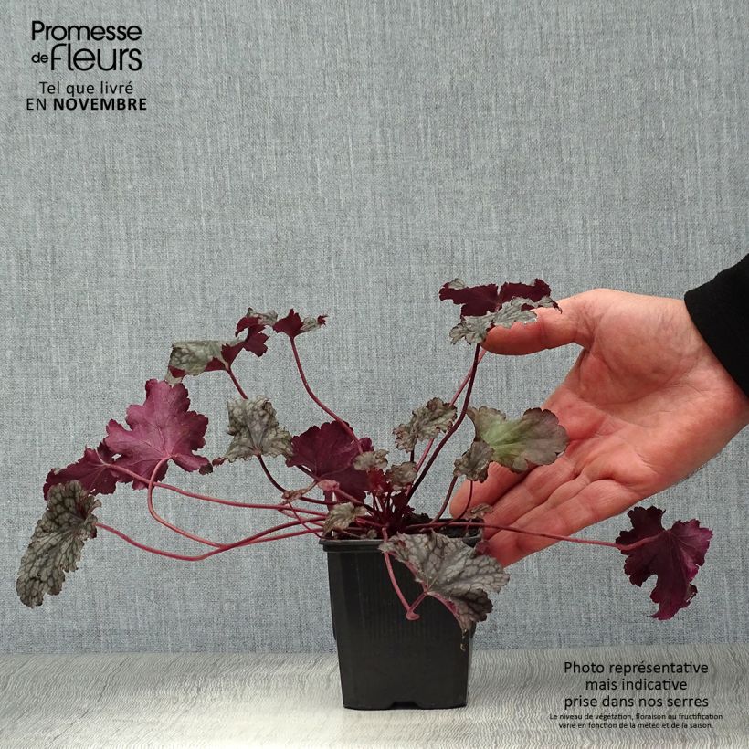 Exemplar von Heuchera Plum Pudding - Purpurglöckchen Kleine Töpfe von 8/9 cm wie im Herbst geliefert
