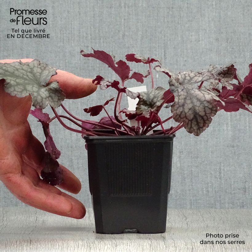 Exemplar von Heuchera Plum Pudding - Purpurglöckchen Kleine Töpfe von 8/9 cm wie im Winter geliefert