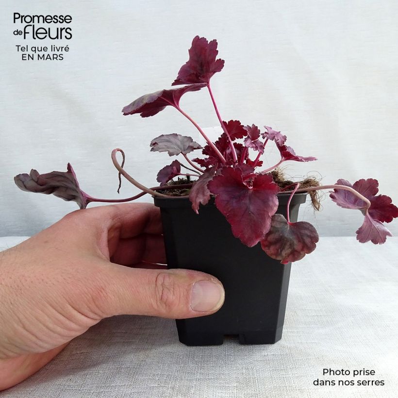 Exemplar von Heuchera Plum Royale - Purpurglöckchen Kleine Töpfe von 8/9 cm wie im Winter geliefert