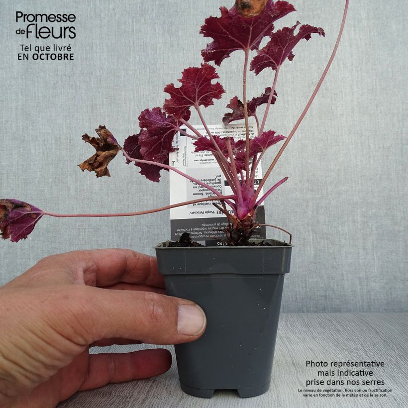 Exemplar von Heuchera Purple Petticoats - Purpurglöckchen Kleine Töpfe von 8/9 cm wie im Herbst geliefert