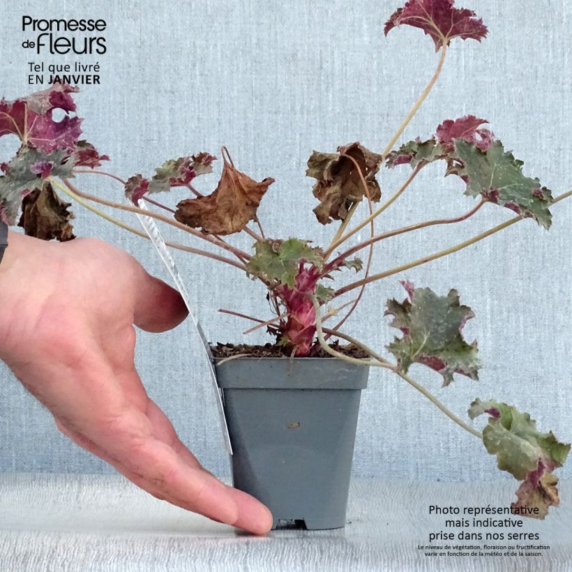 Exemplar von Heuchera Purple Petticoats - Purpurglöckchen Kleine Töpfe von 8/9 cm wie im Winter geliefert