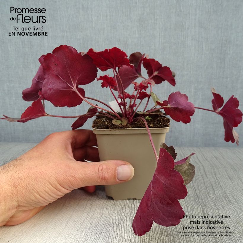 Exemplar von Heuchera Root Beer - Purpurglöckchen Kleine Töpfe von 8/9 cm wie im Herbst geliefert