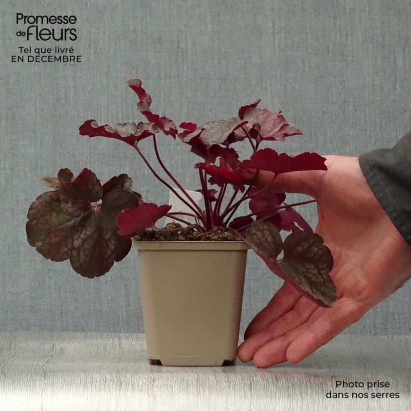Exemplar von Heuchera Root Beer - Purpurglöckchen Kleine Töpfe von 8/9 cm wie im Winter geliefert