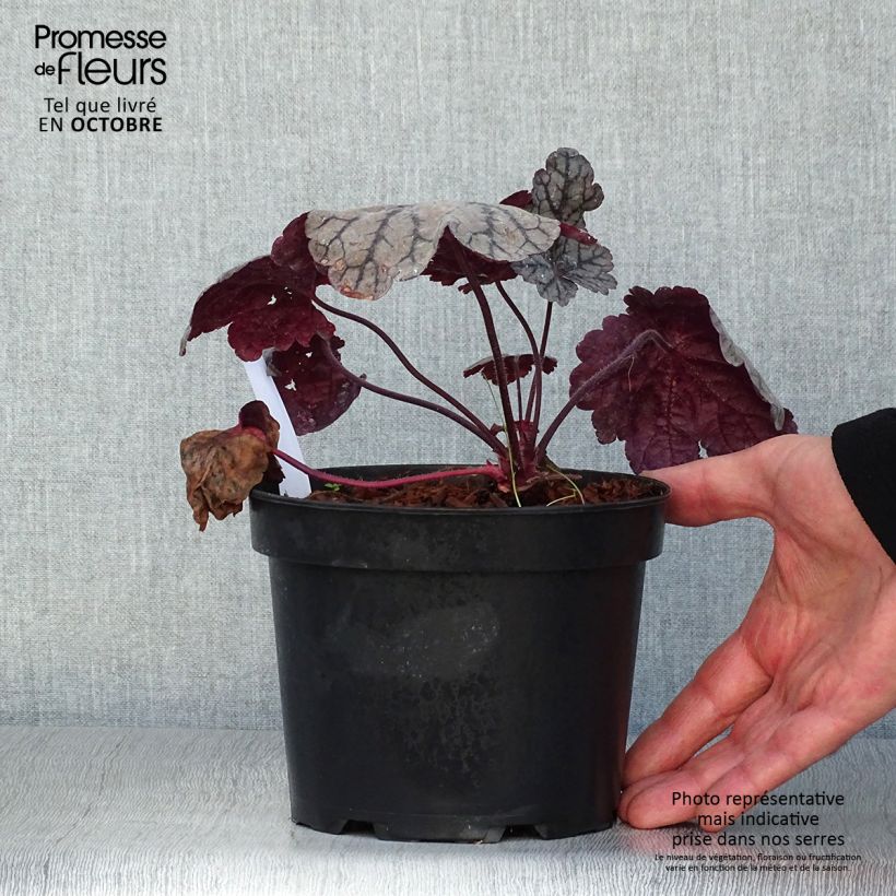 Exemplar von Heuchera Sugar Plum - Purpurglöckchen Topf mit 2L/3L wie im Herbst geliefert