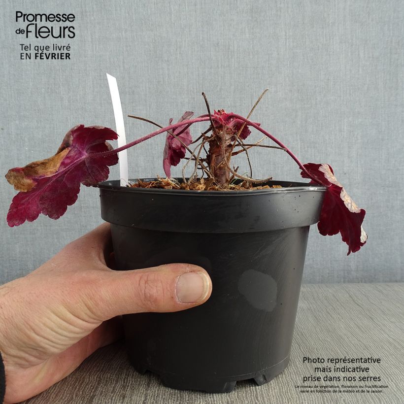 Exemplar von Heuchera Sugar Plum - Purpurglöckchen Topf mit 2L/3L wie im Winter geliefert