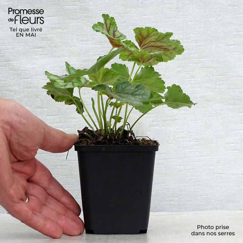 Exemplar von Heuchera americana Birkin - Purpurglöckchen Kleine Töpfe von 8/9 cm wie im Frühjahr geliefert