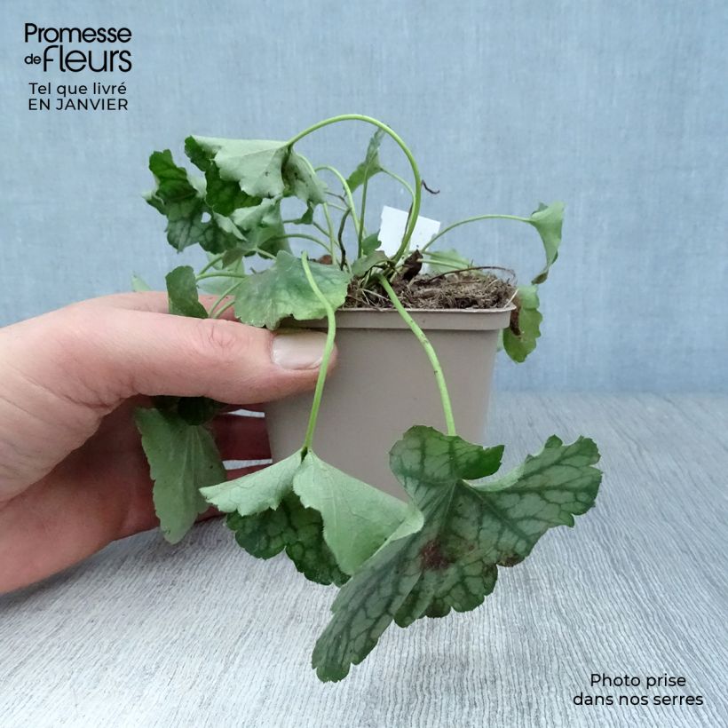 Exemplar von Heuchera americana Birkin - Purpurglöckchen Kleine Töpfe von 8/9 cm wie im Winter geliefert