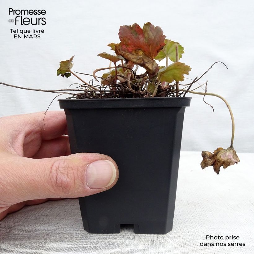 Exemplar von Heuchera americana Dale s Strain - Purpurglöckchen Kleine Töpfe von 8/9 cm wie im Frühjahr geliefert