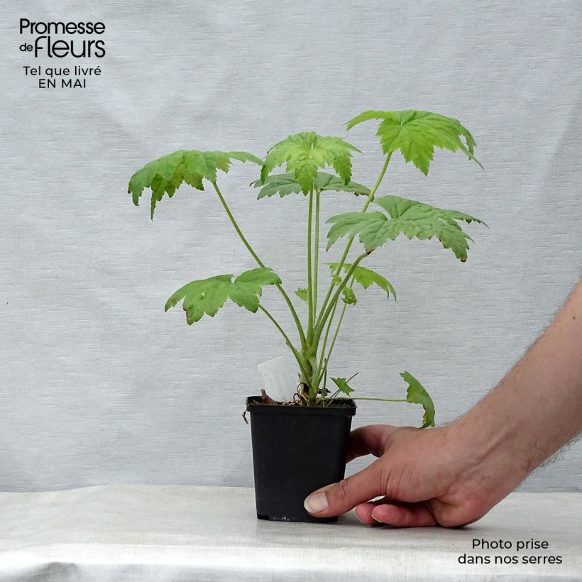 Exemplar von Heuchera Chantilly - Purpurglöckchen Kleine Töpfe von 8/9 cm wie im Frühjahr geliefert