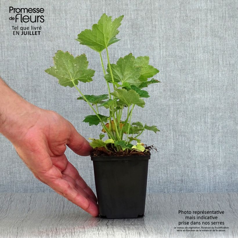 Exemplar von Heuchera Chantilly - Purpurglöckchen Kleine Töpfe von 8/9 cm wie im Sommer geliefert