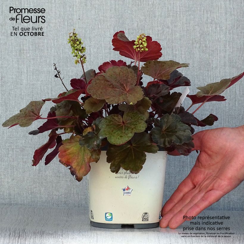 Exemplar von Heuchera Little Cutie Blondie - Purpurglöckchen Topf mit 2L/3L wie im Herbst geliefert