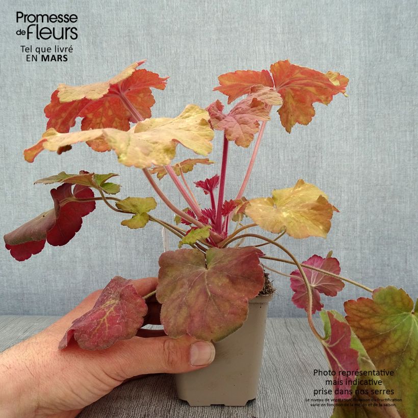 Exemplar von Heuchera Mega Caramel - Purpurglöckchen Kleine Töpfe von 8/9 cm wie im Frühjahr geliefert