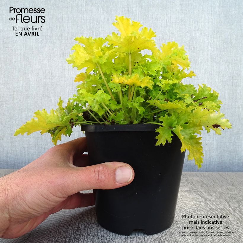 Exemplar von Heuchera Pear Crisp - Purpurglöckchen Topf mit 1,5L/2L wie im Frühjahr geliefert