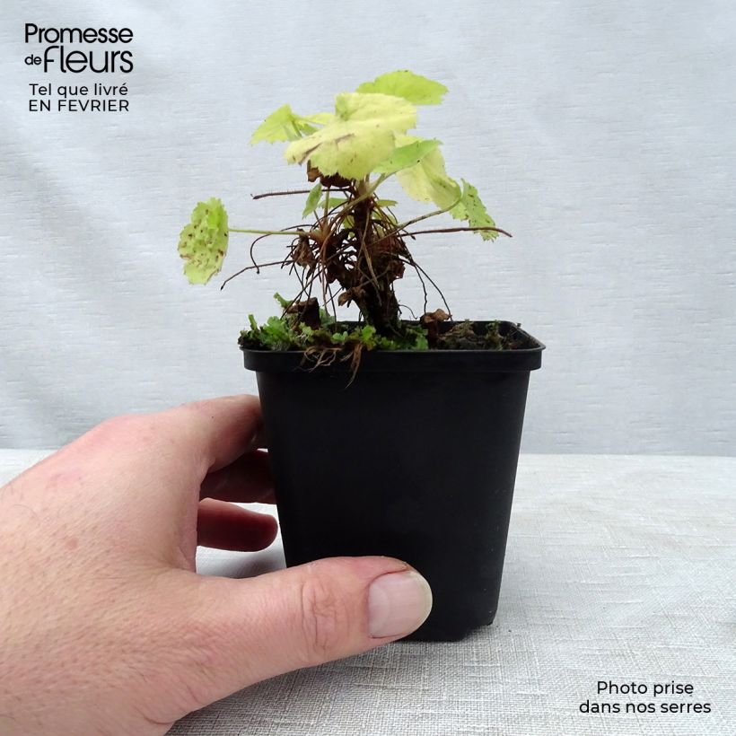 Exemplar von Heuchera Pretty Pistachio - Purpurglöckchen Kleine Töpfe von 8/9 cm wie im Winter geliefert