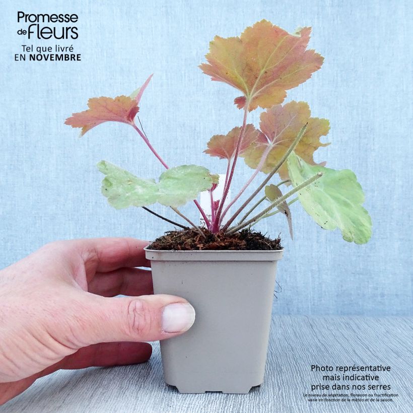 Exemplar von Heuchera Southern Comfort - Purpurglöckchen Kleine Töpfe von 8/9 cm wie im Herbst geliefert
