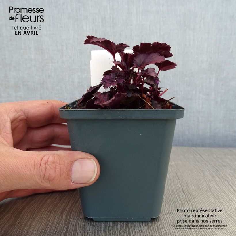 Exemplar von Heuchera Dolce Wildberry - Purpurglöckchen Kleine Töpfe von 8/9 cm wie im Frühjahr geliefert