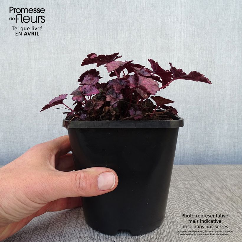 Exemplar von Heuchera Dolce Wildberry - Purpurglöckchen Topf mit 1,5L/2L wie im Frühjahr geliefert