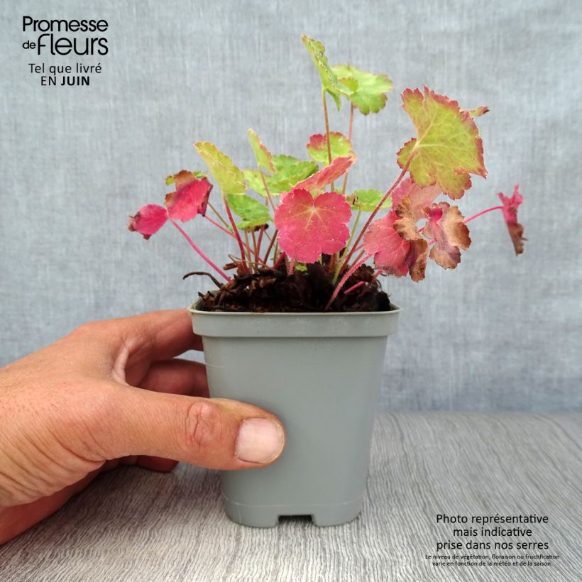 Exemplar von Heuchera sanguinea Leuchtkäfer - Purpurglöckchen Kleine Töpfe von 8/9 cm wie im Sommer geliefert