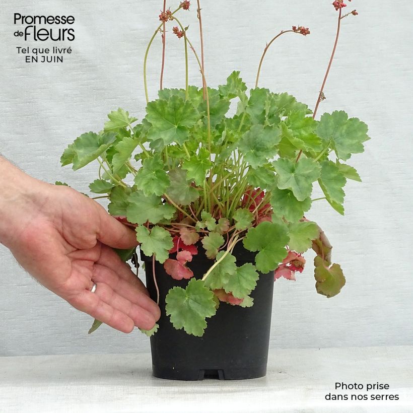 Exemplar von Heuchera sanguinea Leuchtkäfer - Purpurglöckchen Topf mit 2L/3L wie im Sommer geliefert