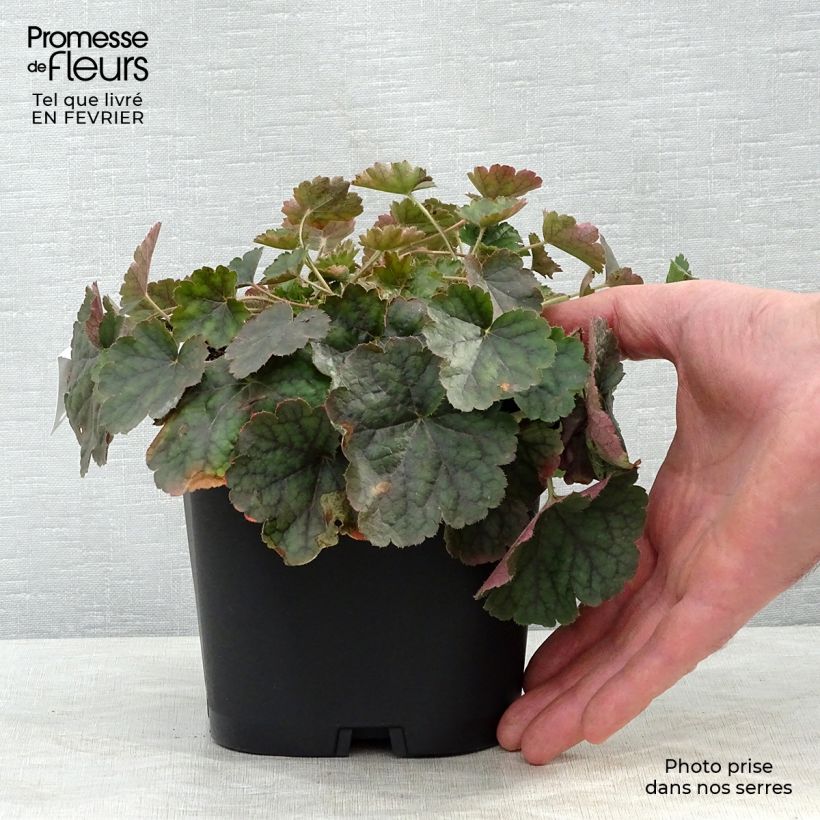 Exemplar von Heuchera sanguinea Leuchtkäfer - Purpurglöckchen Topf mit 2L/3L wie im Winter geliefert