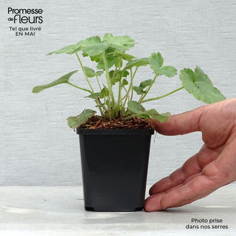 Exemplar von Heuchera sanguinea Leuchtkäfer - Purpurglöckchen Kleine Töpfe von 8/9 cm wie im Frühjahr geliefert