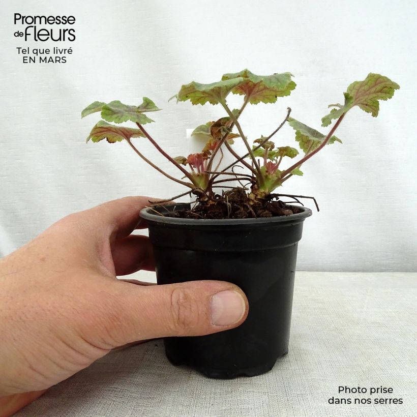 Exemplar von Heucherella Alabama sunrise - Schaumglöckchen Kleine Töpfe von 8/9 cm wie im Frühjahr geliefert