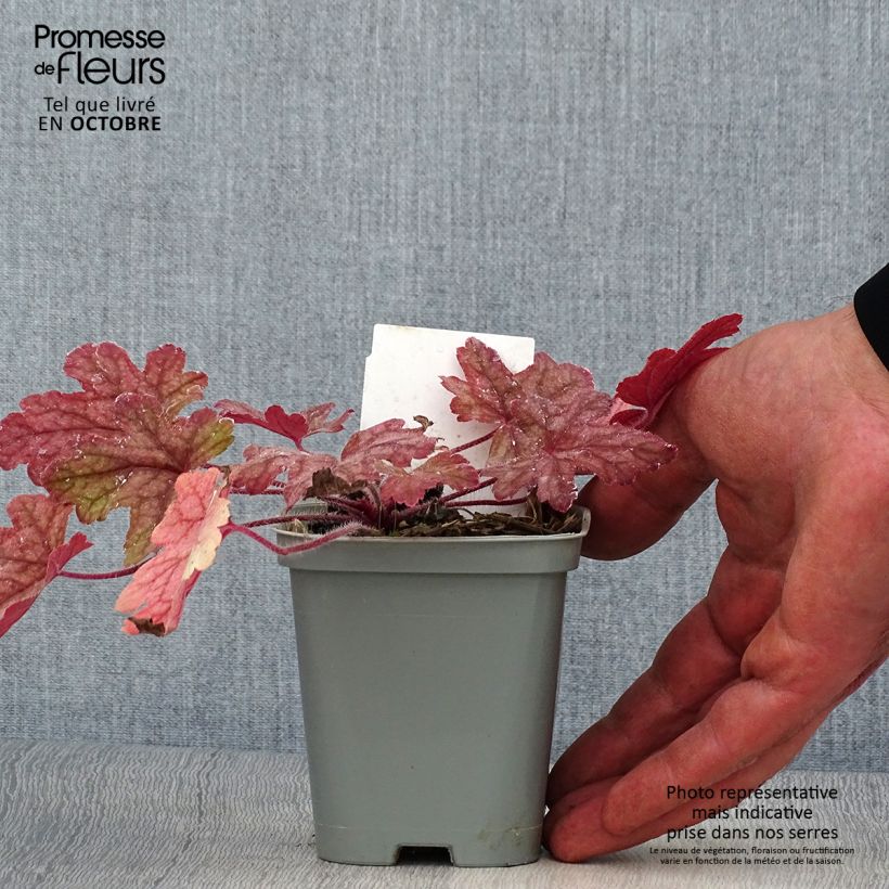 Exemplar von Heucherella Alabama sunrise - Schaumglöckchen Kleine Töpfe von 8/9 cm wie im Herbst geliefert