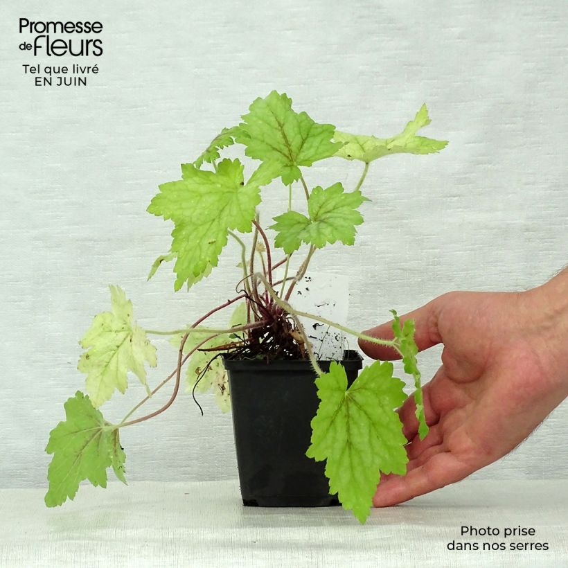 Exemplar von Heucherella Alabama sunrise - Schaumglöckchen Kleine Töpfe von 8/9 cm wie im Sommer geliefert
