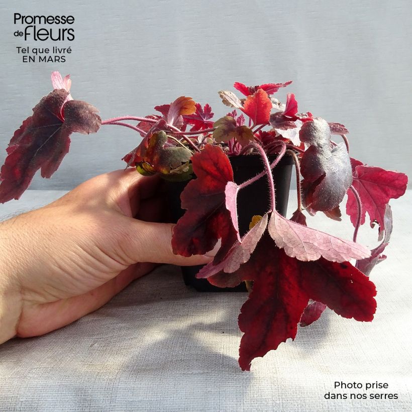 Exemplar von Heucherella Brass Lantern - Schaumglöckchen Kleine Töpfe von 8/9 cm wie im Winter geliefert