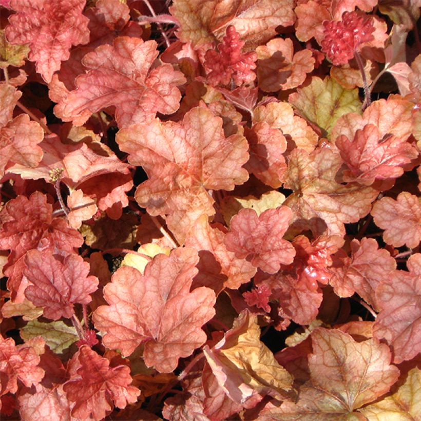 Heucherella Copper Cascade - Schaumglöckchen (Laub)