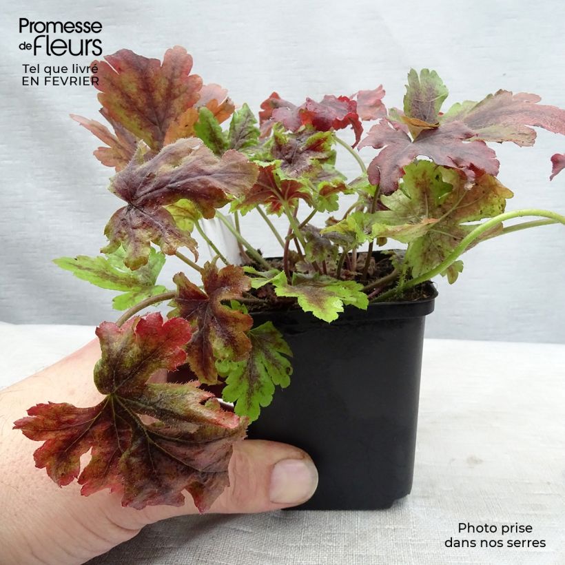Exemplar von Heucherella Golden Zebra - Schaumglöckchen Kleine Töpfe von 8/9 cm wie im Winter geliefert