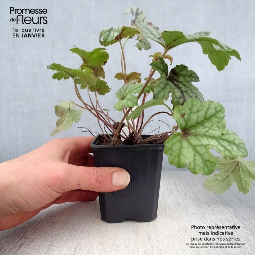 Exemplar&#x20;von&#x20;Heucherella&#x20;Kimono&#x20;-&#x20;Schaumgl&#xF6;ckchen&#x20;Kleine&#x20;T&#xF6;pfe&#x20;von&#x20;8&#x2F;9&#x20;cm&#x20;wie&#x20;im&#x20;Winter&#x20;geliefert